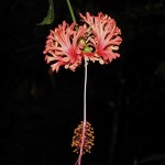 bell-with-tail