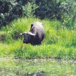 buffalo