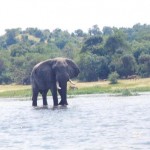 elephant