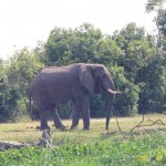 elephant2