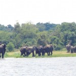 elephant3
