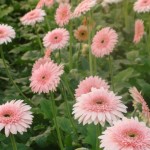 Green House of Flowers