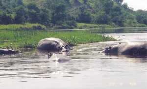 hippos