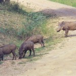 warthog