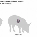 Swine Flu