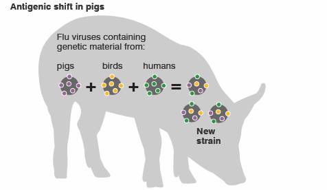 Swine Flu