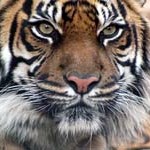 Indian_Tiger