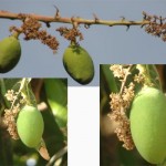 Mangoes at the starting of season.