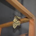 butterfly-11.jpg