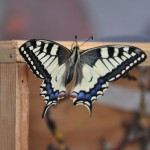 butterfly-12.jpg