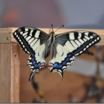butterfly-12_thumb.jpg