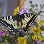 butterfly-13.jpg