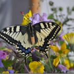 butterfly-13_thumb.jpg