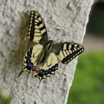 butterfly-15.jpg