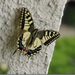 butterfly-15_thumb.jpg
