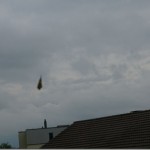butterfly-16_thumb.jpg