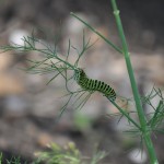 butterfly-6.jpg