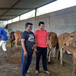 Gaushala at DNK Organic Farm