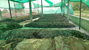 Vermi compost plant at DNK Organic Farm