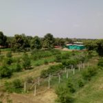 View of DNK Organic Farm2