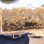 Honey-Bees